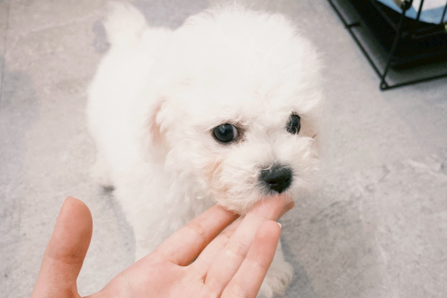 【 寵物的離別與重生  】   66 來我家