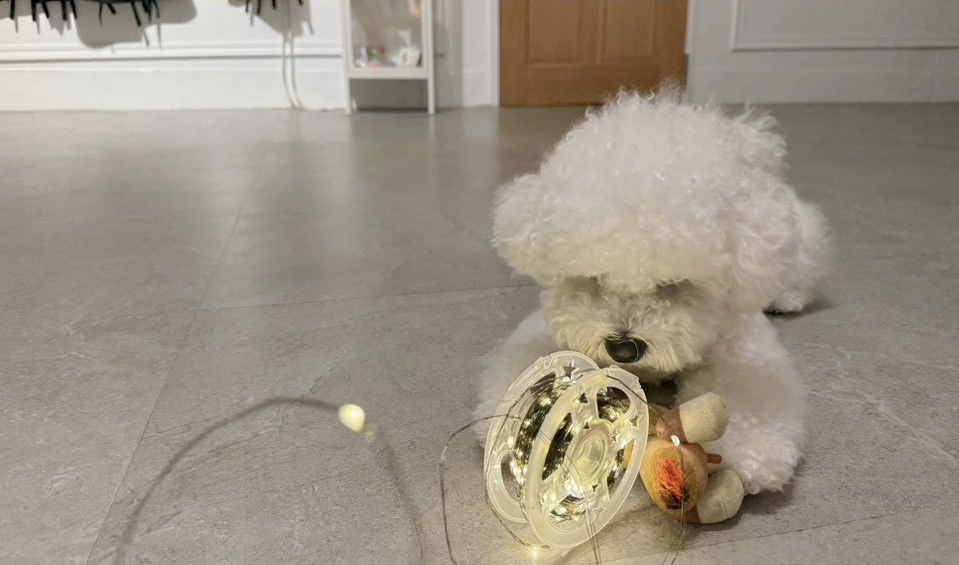 【 寵物的離別與重生 】 66 來我家 3 【 寵物的離別與重生 】 66 來我家