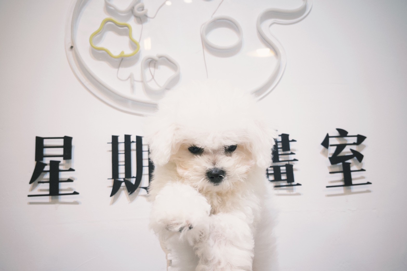 【 寵物的離別與重生 】 66 來我家 5 【 寵物的離別與重生 】 66 來我家