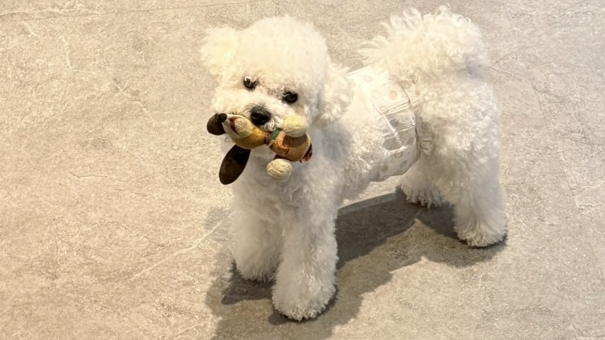 【 寵物的離別與重生 】 66 來我家 6 【 寵物的離別與重生 】 66 來我家